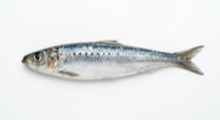 Sardines